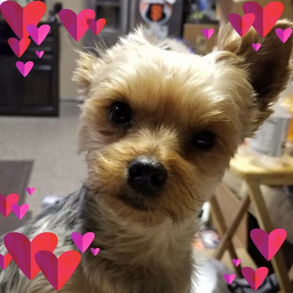 Meet your Posher, Lori - Picture 1 of 1